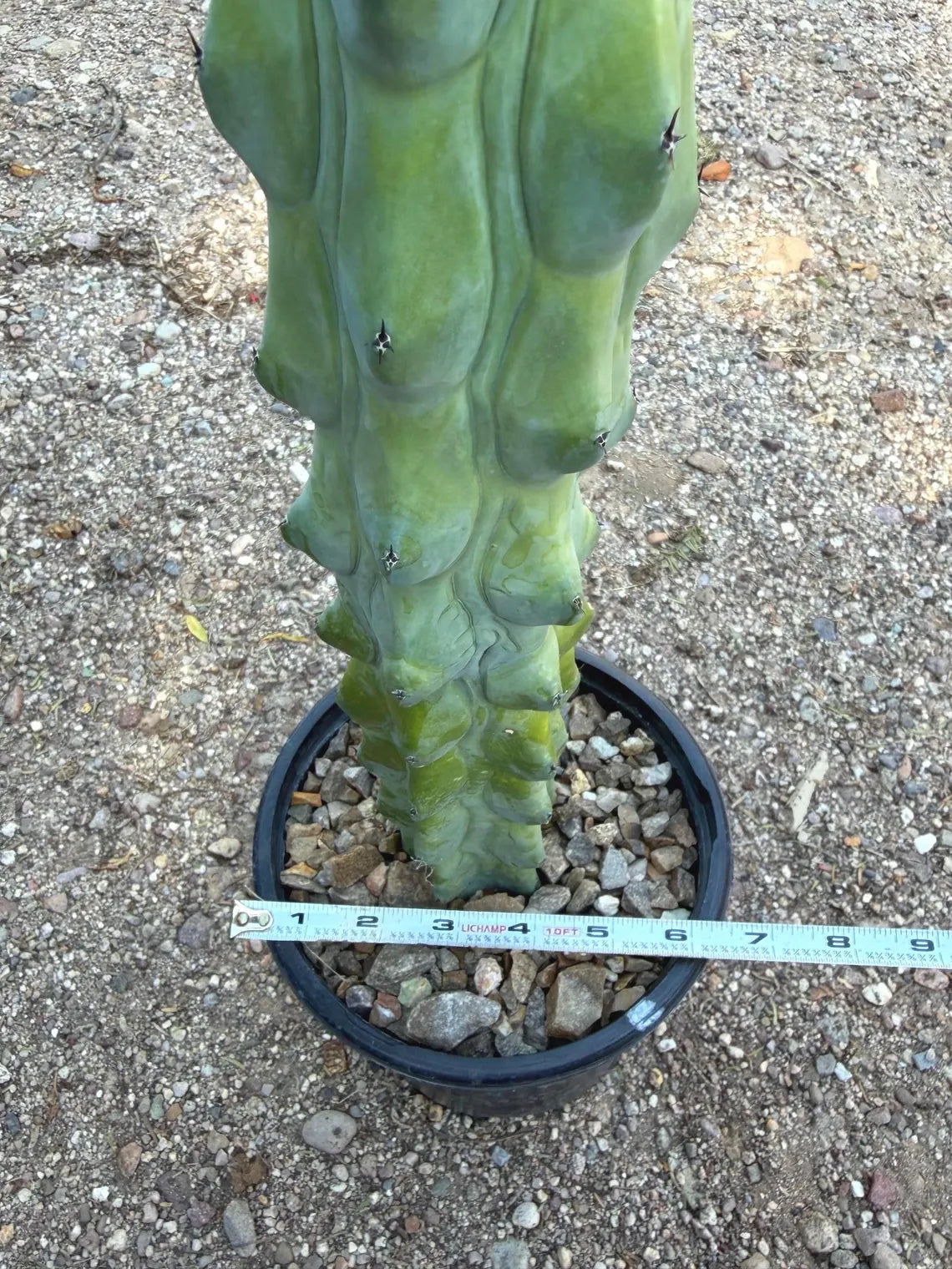 Boobbie Cactus #815 | Rare Live Cactus | Collector Specimen | 15" Tall