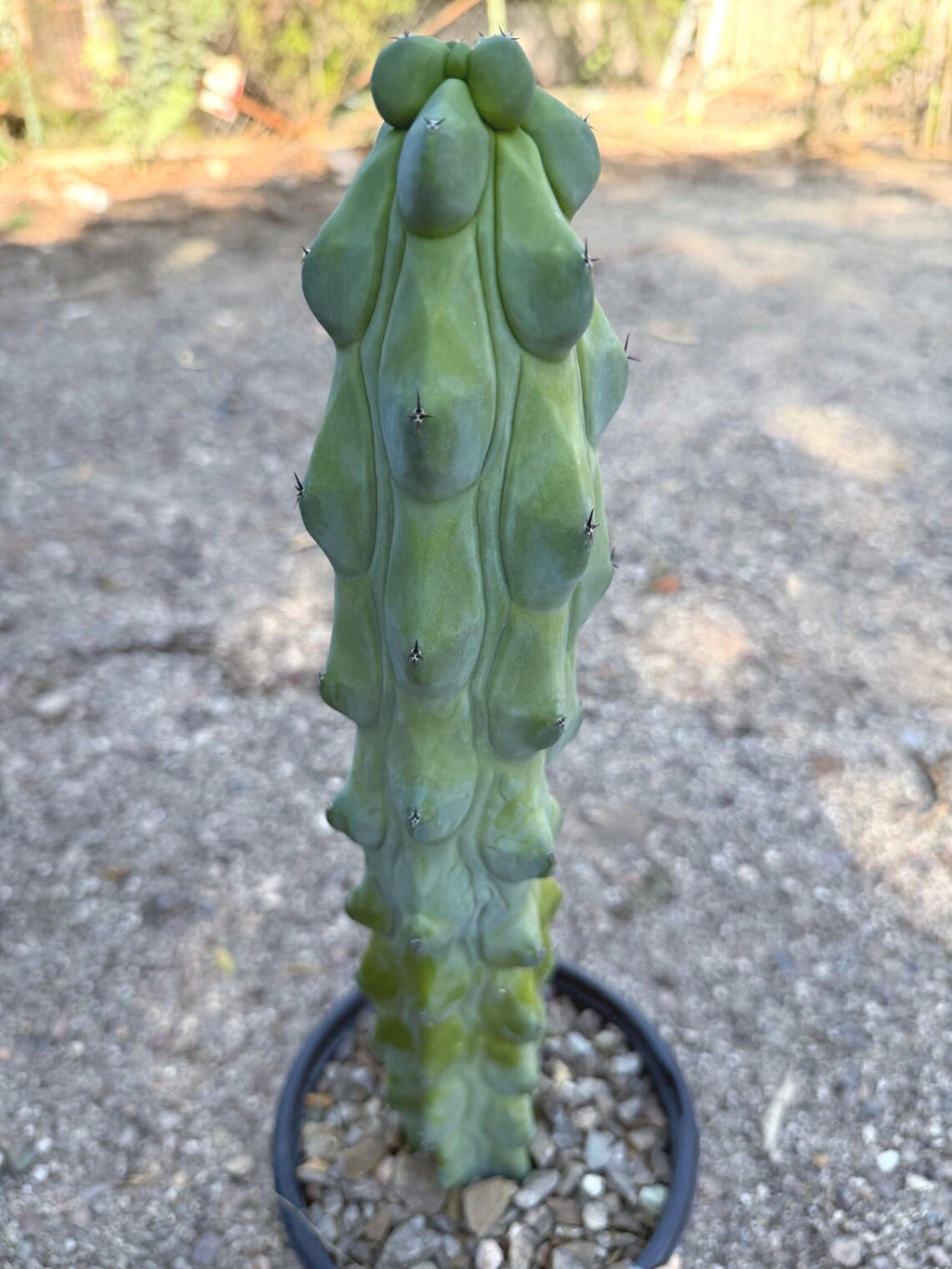 Boobbie Cactus #815 | Rare Live Cactus | Collector Specimen | 15" Tall