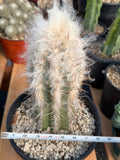 Pilosocereus pachycladus Blue Cactus – 10" Rooted Cutting #813