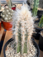 Pilosocereus pachycladus Blue Cactus – 10" Rooted Cutting #813
