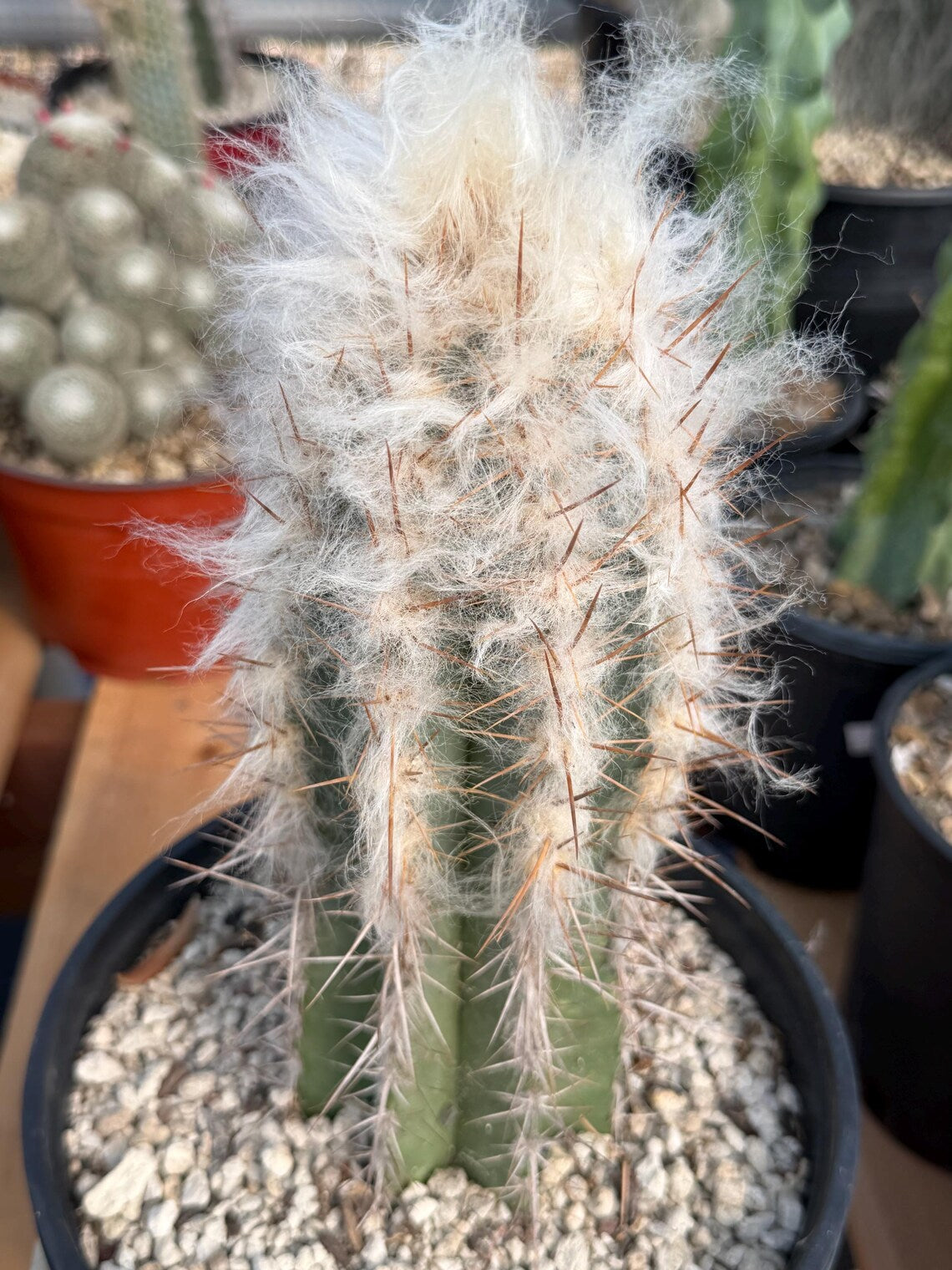 Pilosocereus pachycladus Blue Cactus – 10" Rooted Cutting #813