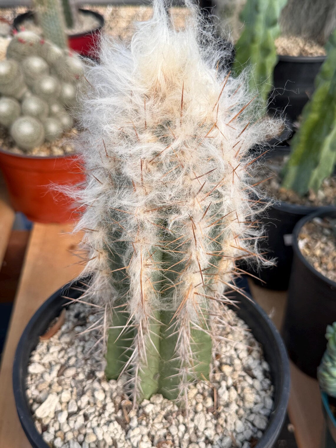 Pilosocereus pachycladus Blue Cactus – 10" Rooted Cutting #813