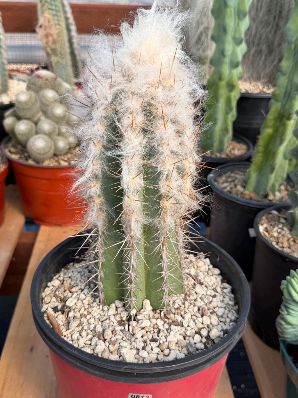 Pilosocereus pachycladus Blue Cactus – 10" Rooted Cutting #813