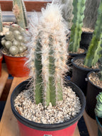 Pilosocereus pachycladus Blue Cactus – 10" Rooted Cutting #813