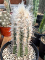 Pilosocereus pachycladus Blue Cactus – 10" Rooted Cutting #813