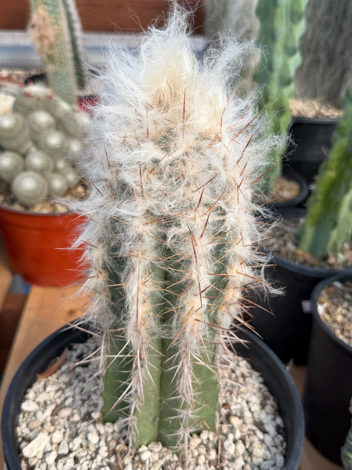 Pilosocereus pachycladus Blue Cactus – 10" Rooted Cutting #813