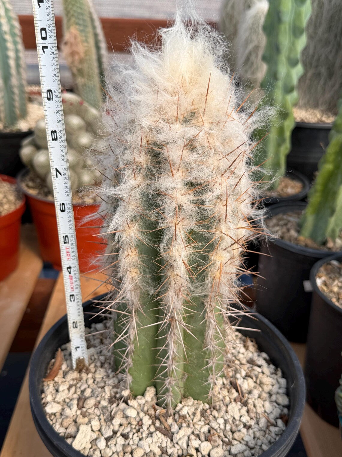 Pilosocereus pachycladus Blue Cactus – 10" Rooted Cutting #813