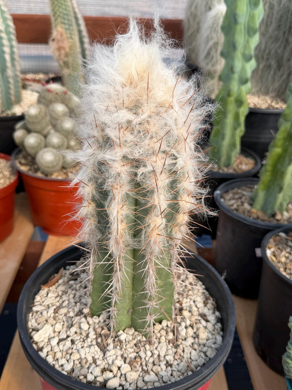 Pilosocereus pachycladus Blue Cactus – 10" Rooted Cutting #813