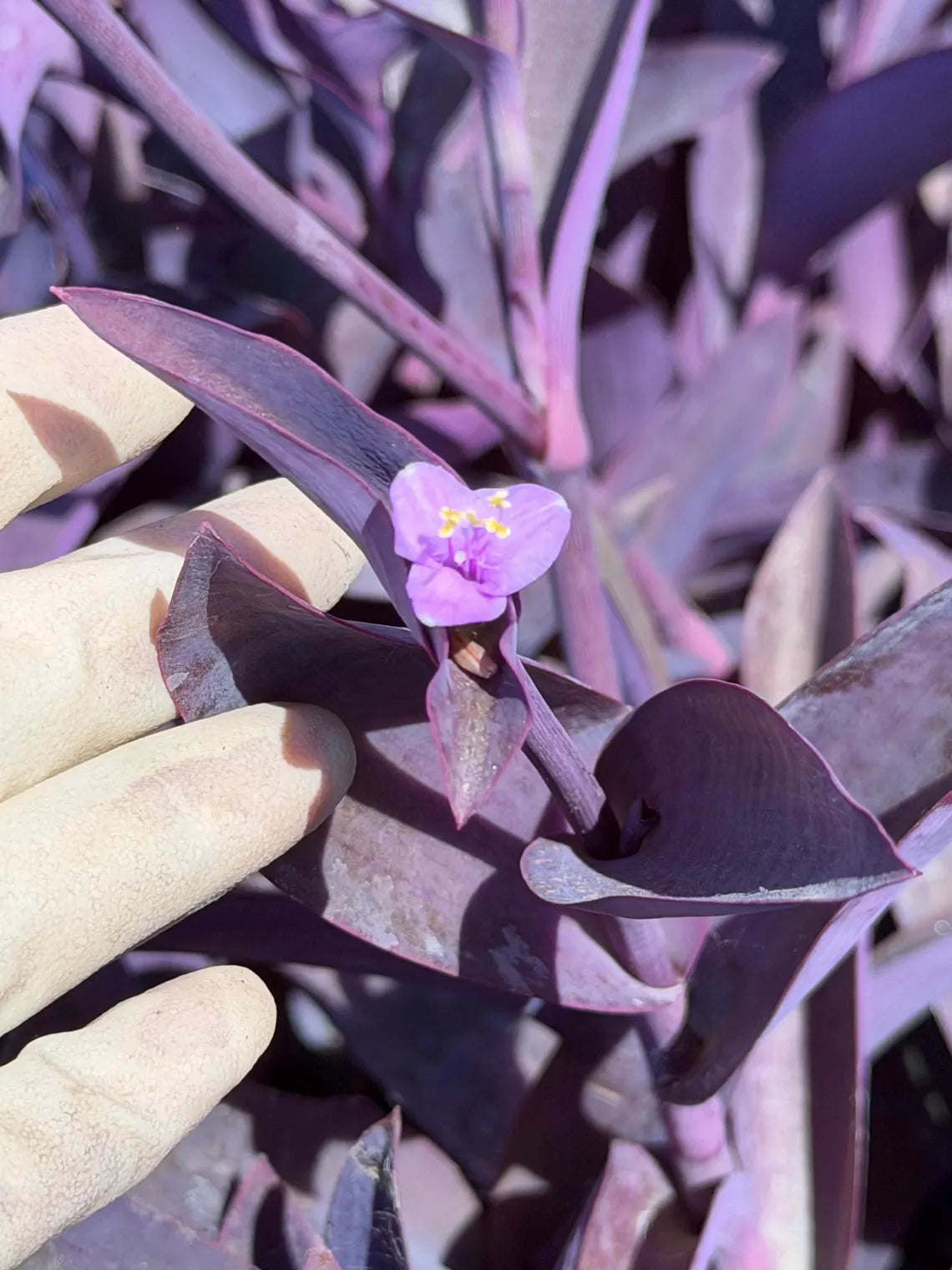 Purple Heart Plant (Tradescantia pallida)