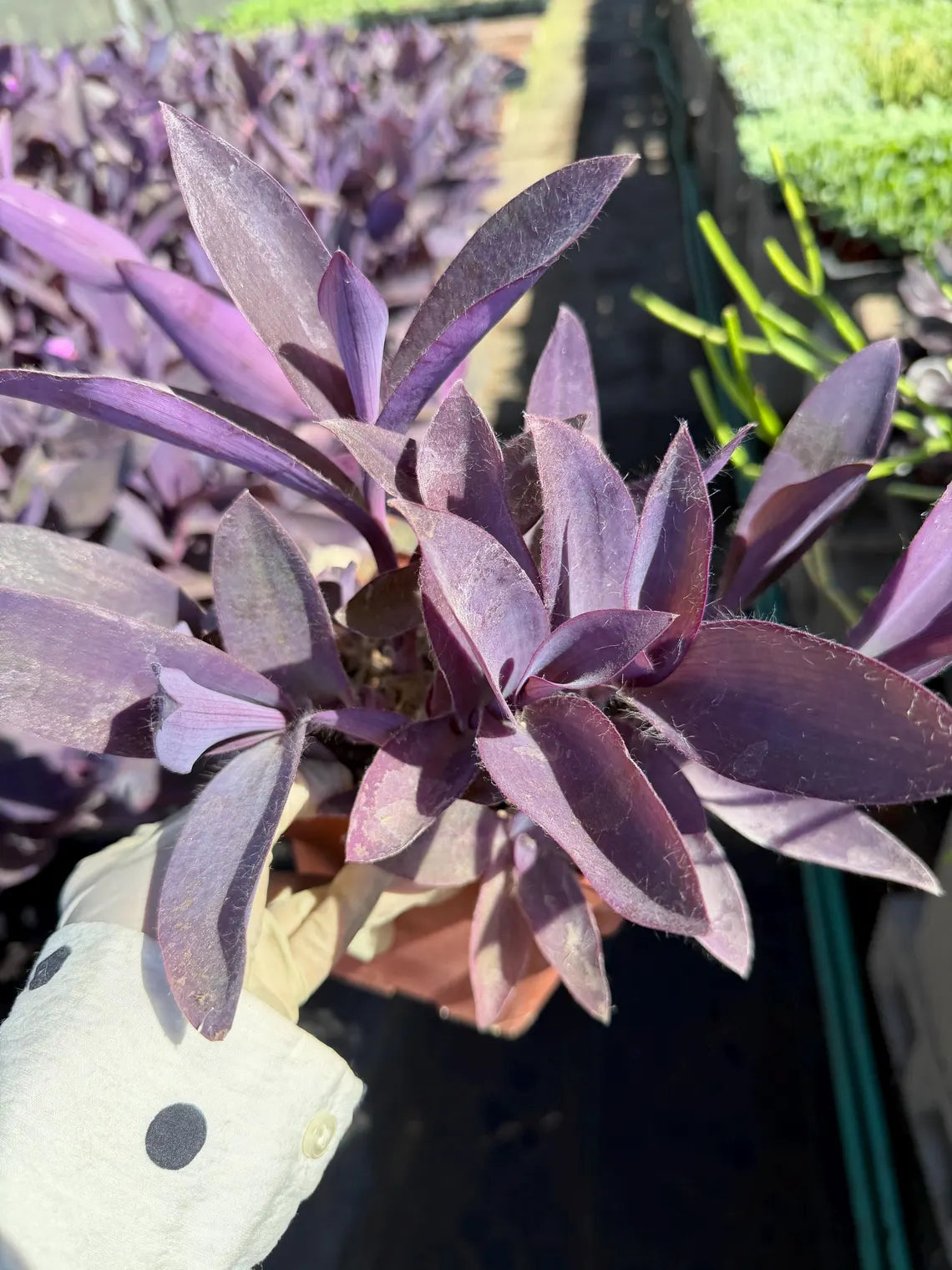 Purple Heart Plant (Tradescantia pallida)