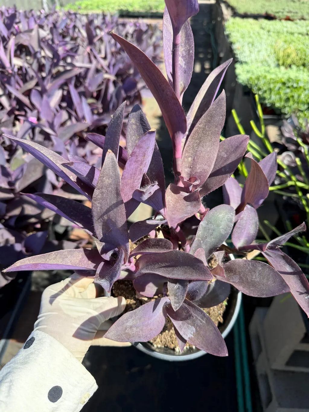 Purple Heart Plant (Tradescantia pallida)