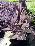 Purple Heart Plant (Tradescantia pallida)