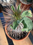 Pachypodium namaquanum (Half-Men) – Rare Seed-Grown Succulent