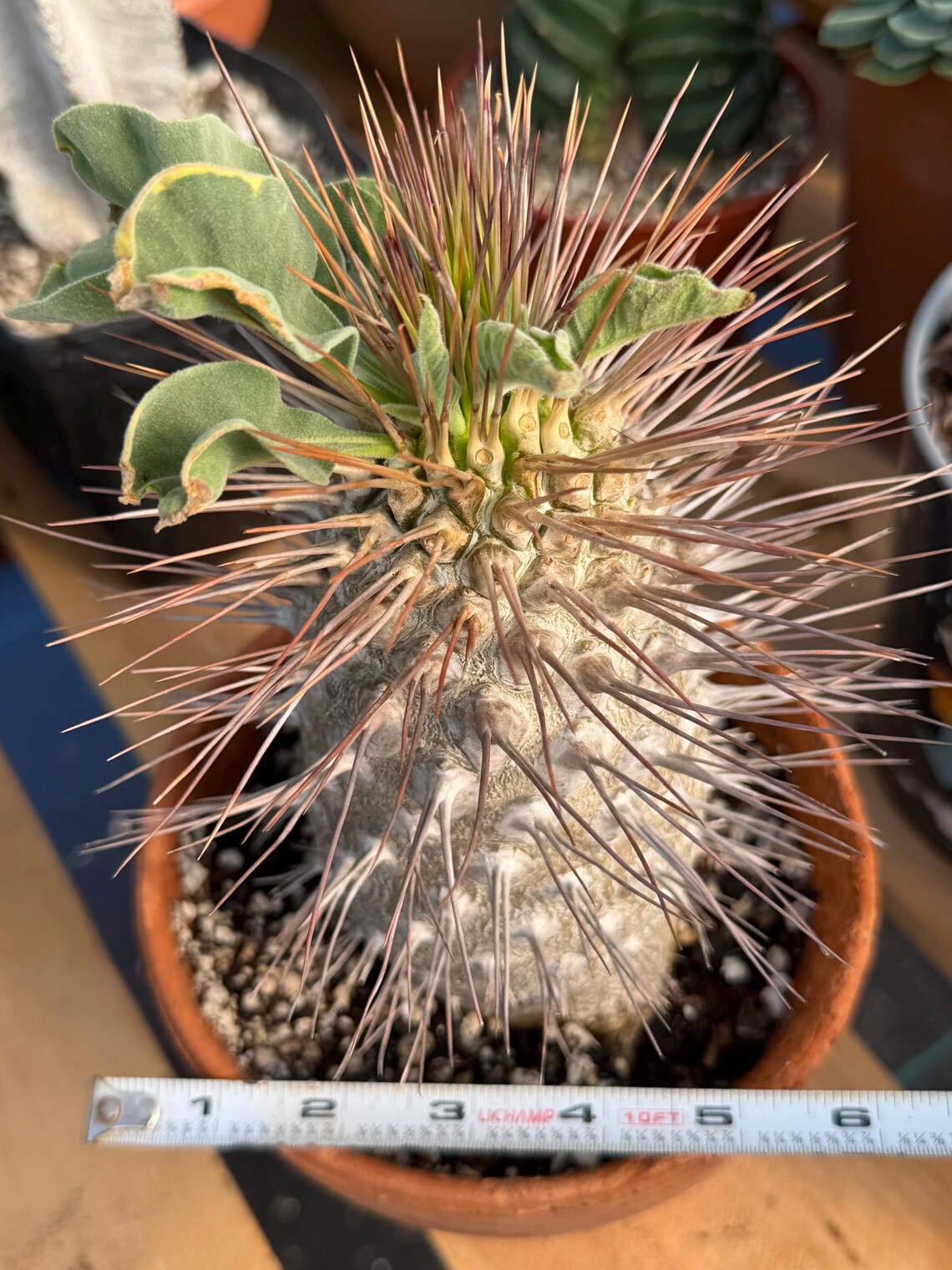 Pachypodium namaquanum (Half-Men) – Rare Seed-Grown Succulent