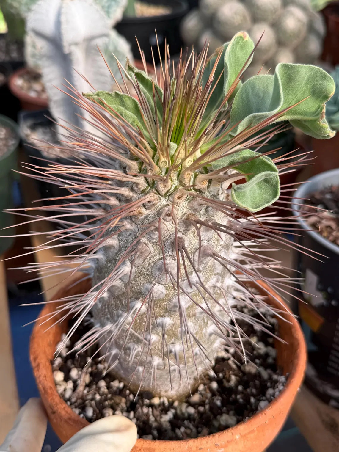 Pachypodium namaquanum (Half-Men) – Rare Seed-Grown Succulent