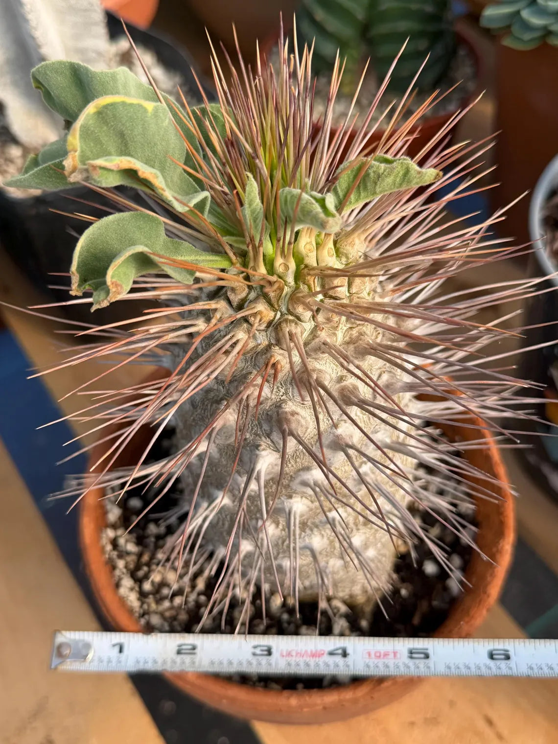 Pachypodium namaquanum (Half-Men) – Rare Seed-Grown Succulent