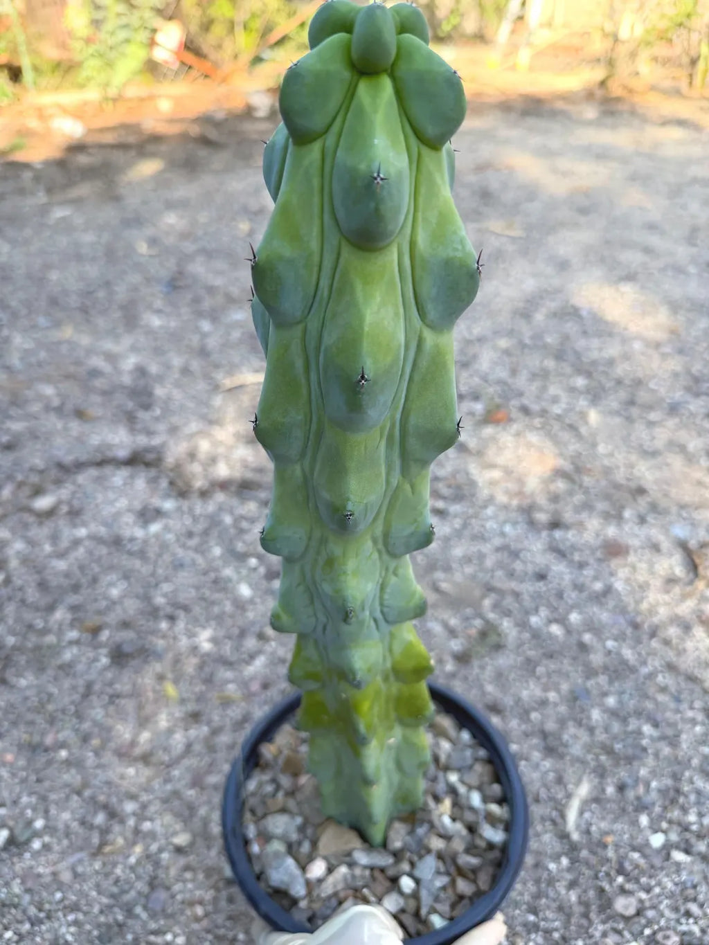 Boobbie Cactus #815 | Rare Live Cactus | Collector Specimen | 15" Tall