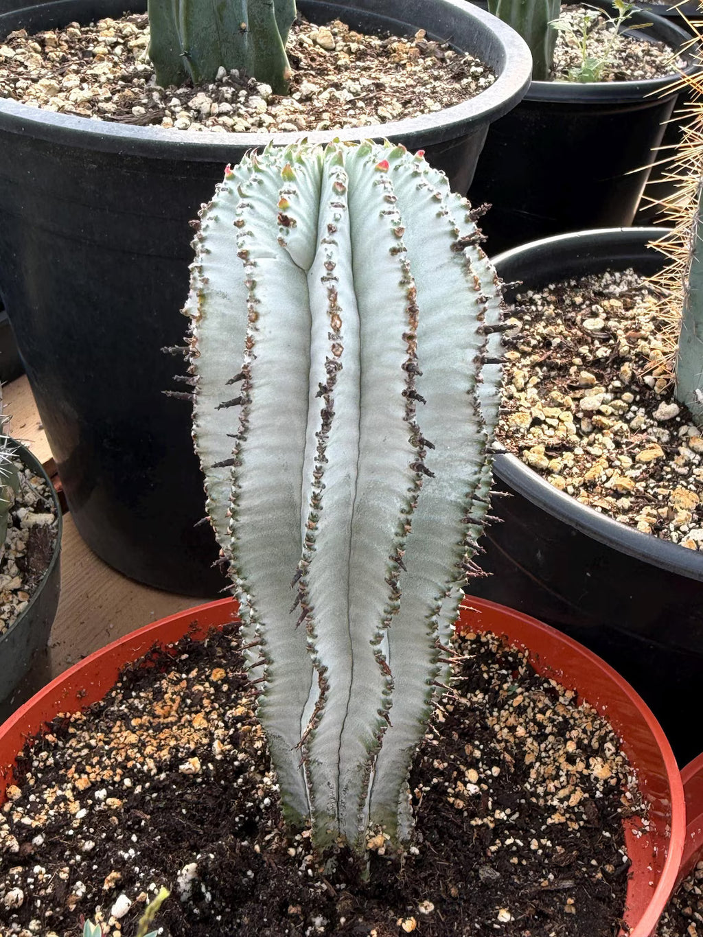 Euphorbia Snowflake Cactus – Rare Blue Succulent
