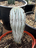 Euphorbia Snowflake Cactus – Rare Blue Succulent