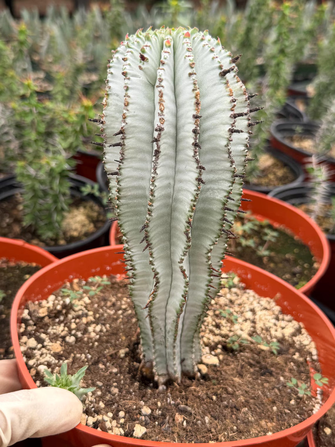 Euphorbia Snowflake Cactus – Rare Blue Succulent