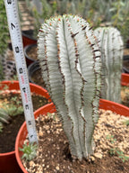 Euphorbia Snowflake Cactus – Rare Blue Succulent