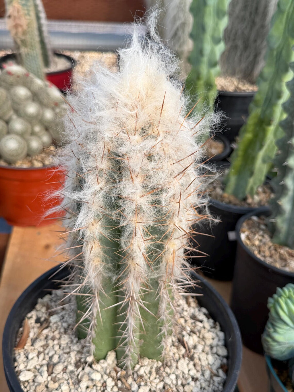 Pilosocereus pachycladus Blue Cactus – 10" Rooted Cutting #813