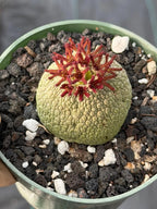 Pseudolithos Migiurtinus| Rare Live Succulent