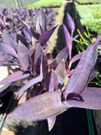Purple Heart Plant (Tradescantia pallida)