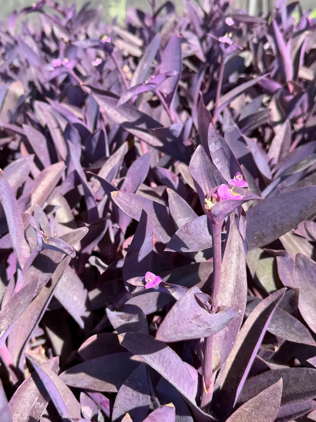 Purple Heart Plant (Tradescantia pallida)