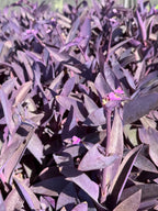 Purple Heart Plant (Tradescantia pallida)