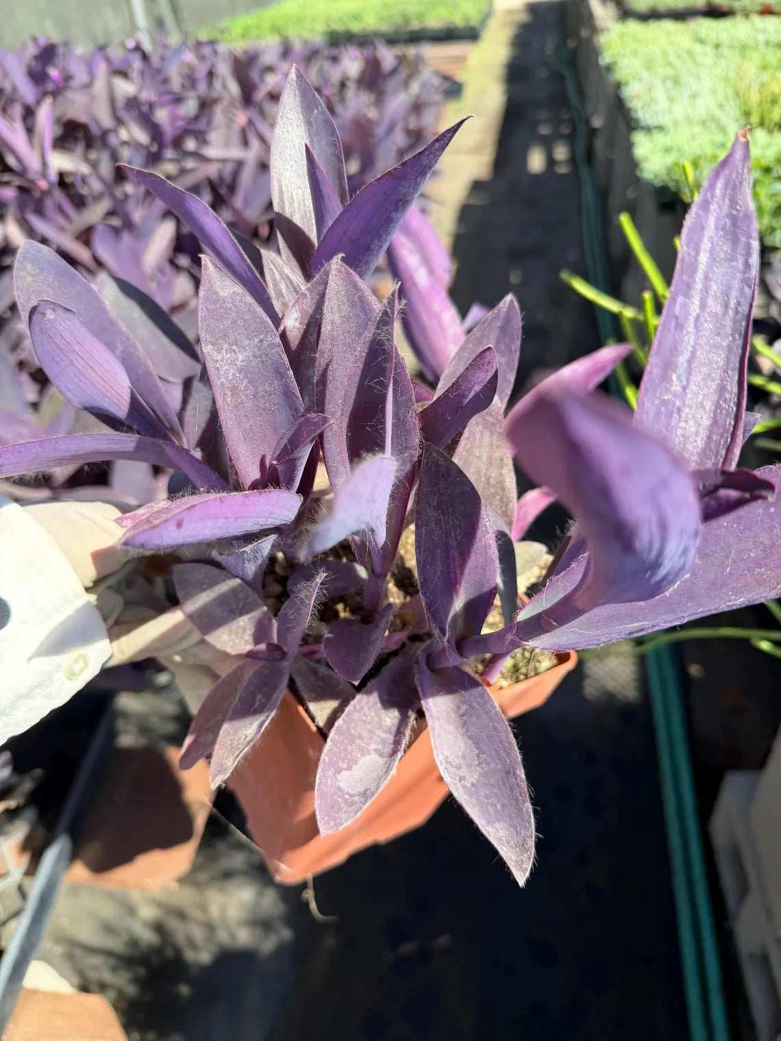Purple Heart Plant (Tradescantia pallida)