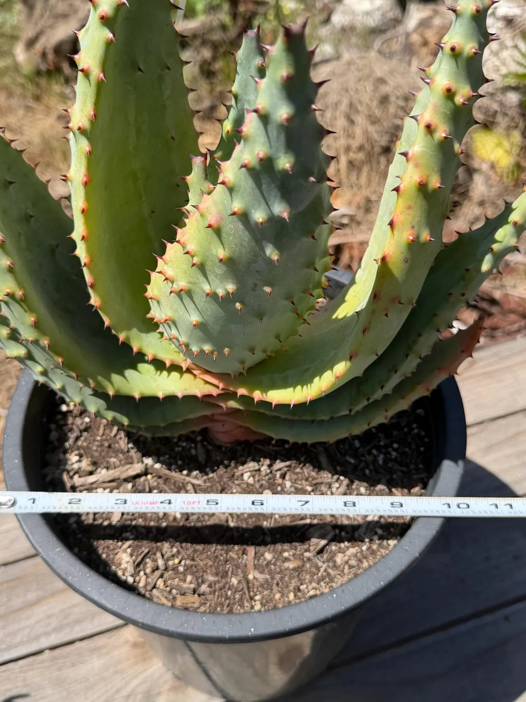 Aloe marlothii (Mountain Aloe) Live Succulent #0645