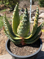 Aloe marlothii (Mountain Aloe) Live Succulent #0645