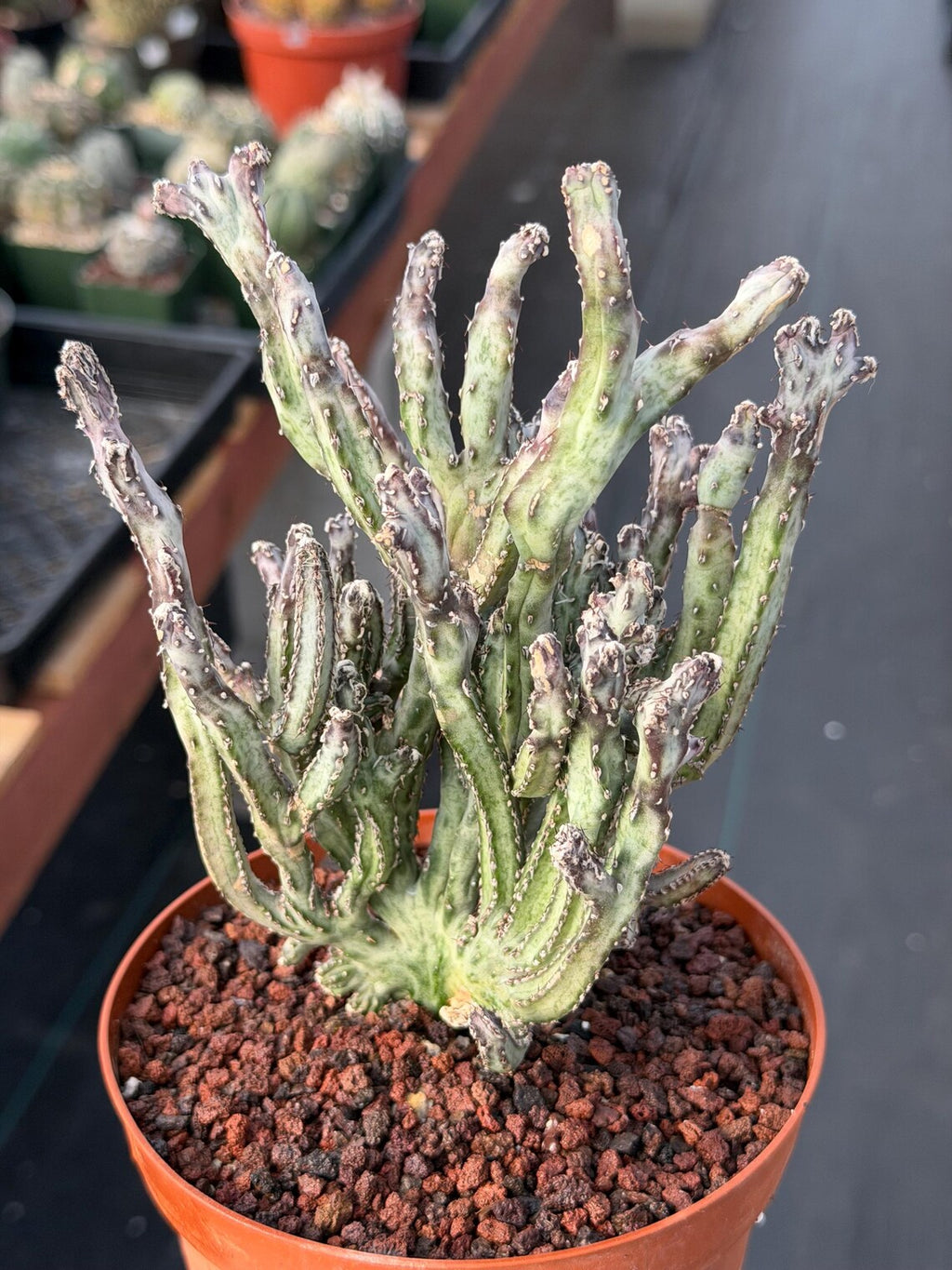 Monvillea Cereus Spegazzinii Cactus #774 | 7-Inch Exact Plant
