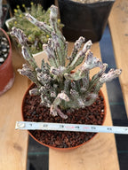Monvillea Cereus Spegazzinii Cactus #774 | 7-Inch Exact Plant