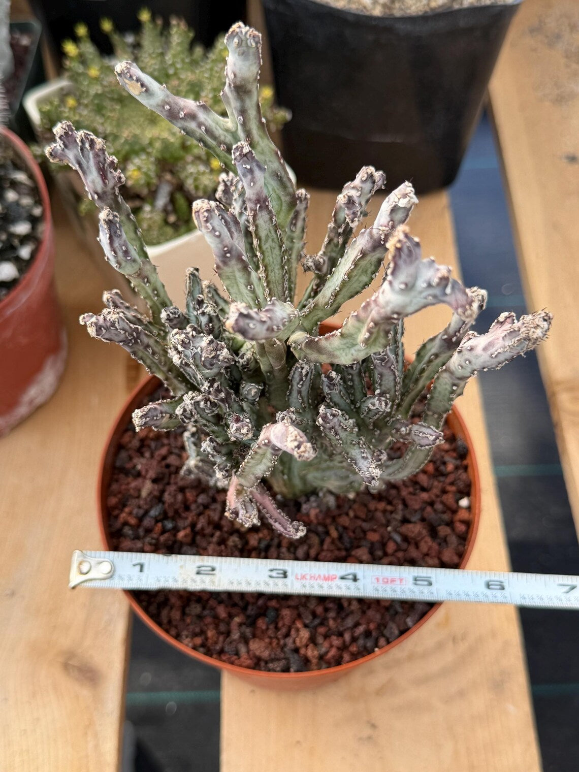 Monvillea Cereus Spegazzinii Cactus #774 | 7-Inch Exact Plant