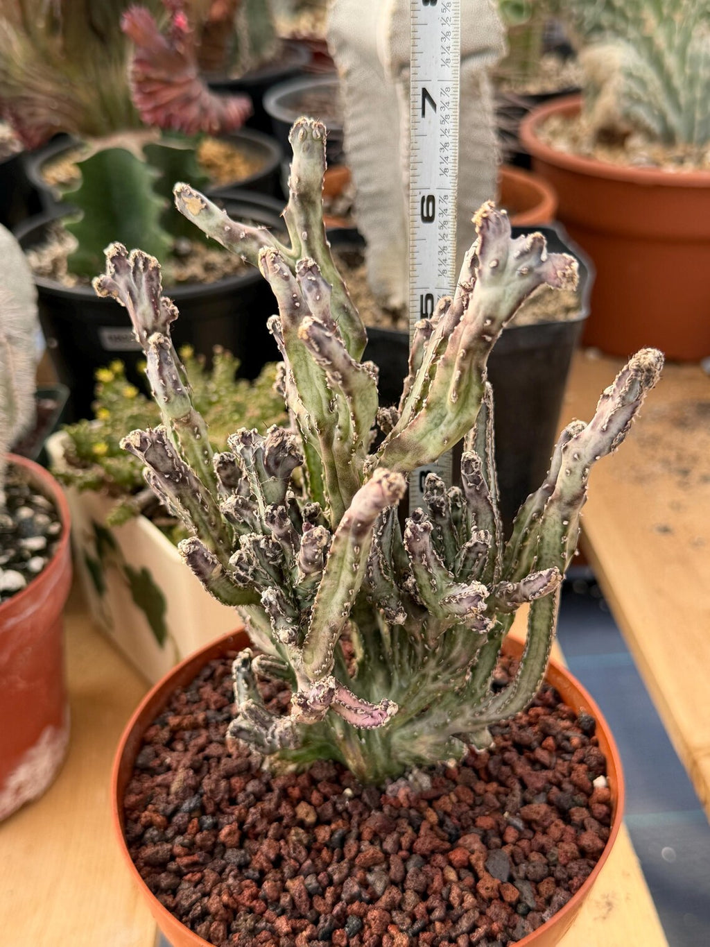 Monvillea Cereus Spegazzinii Cactus #774 | 7-Inch Exact Plant
