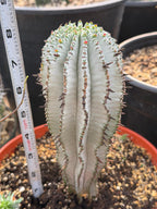 Euphorbia Snowflake Cactus – Rare Blue Succulent
