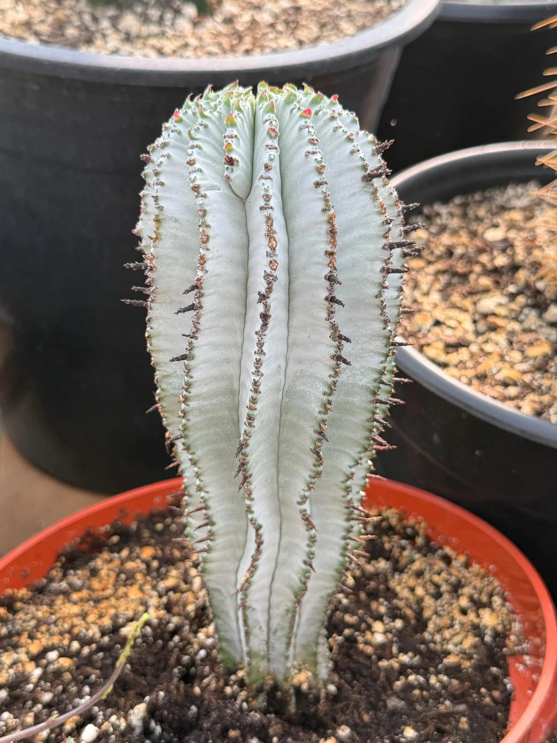 Euphorbia Snowflake Cactus – Rare Blue Succulent
