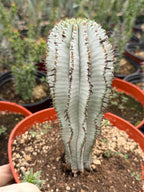 Euphorbia Snowflake Cactus – Rare Blue Succulent