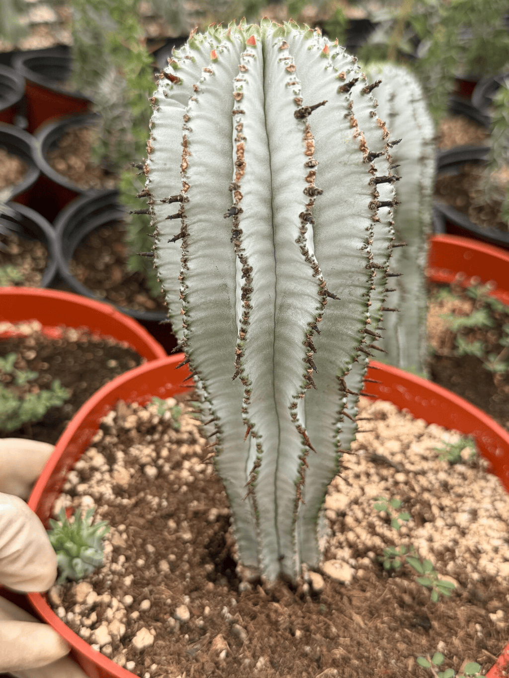 Euphorbia Snowflake Cactus – Rare Blue Succulent
