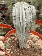Euphorbia Snowflake Cactus – Rare Blue Succulent