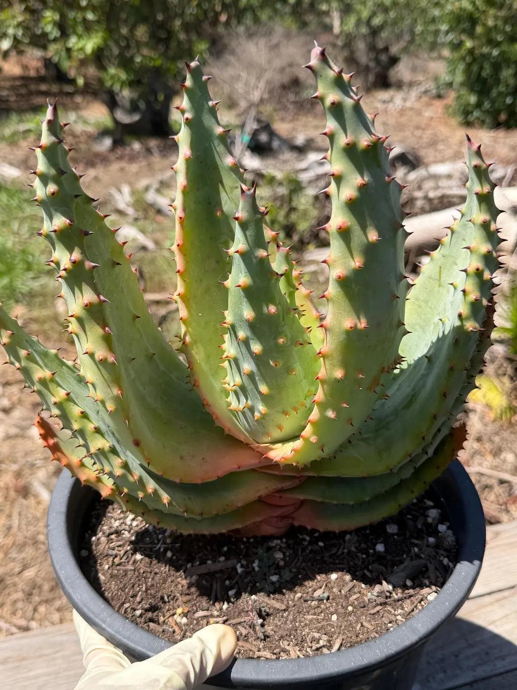 Aloe marlothii (Mountain Aloe) Live Succulent #0645