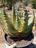 Aloe marlothii (Mountain Aloe) Live Succulent #0645