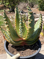 Aloe marlothii (Mountain Aloe) Live Succulent #0645