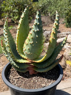 Aloe marlothii (Mountain Aloe) Live Succulent #0645