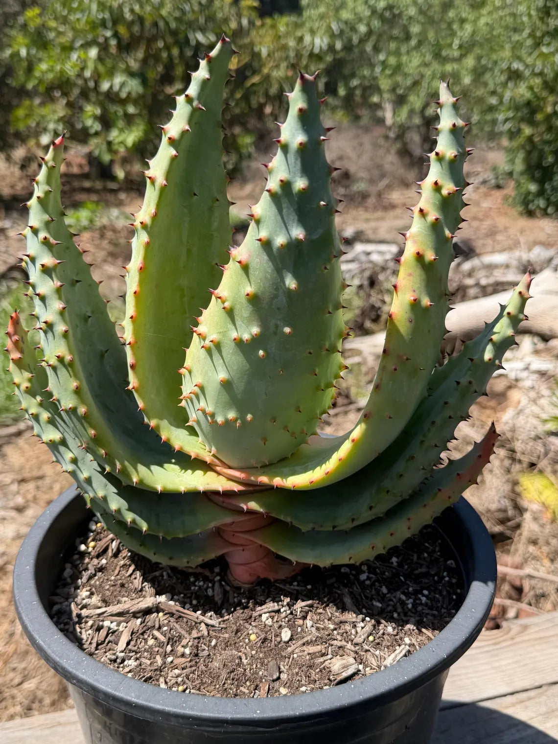 Aloe marlothii (Mountain Aloe) Live Succulent #0645