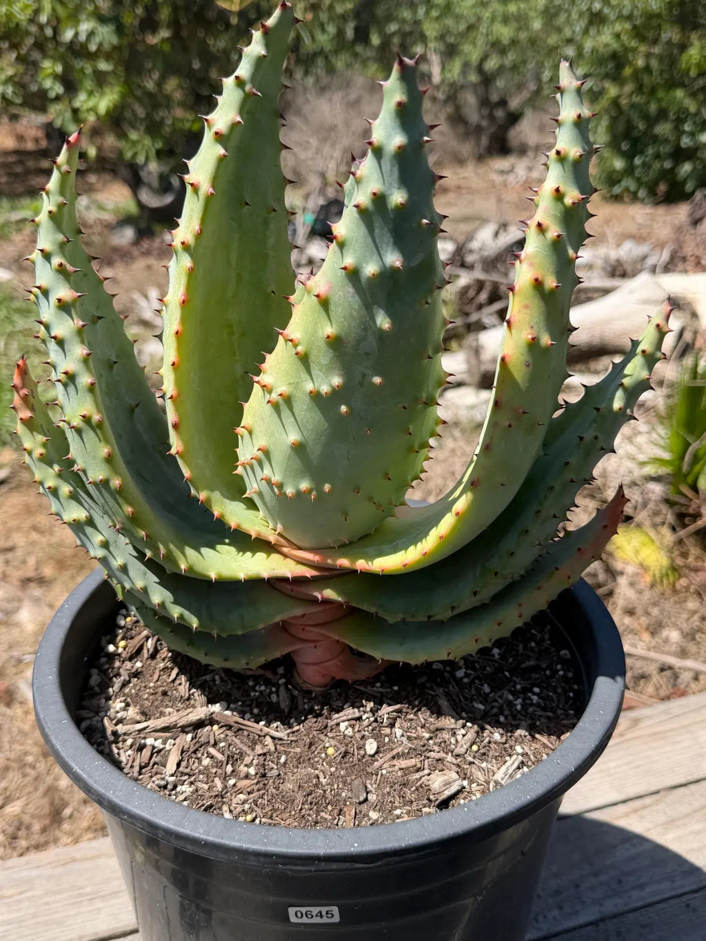 Aloe marlothii (Mountain Aloe) Live Succulent #0645