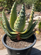 Aloe marlothii (Mountain Aloe) Live Succulent #0645