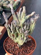 Monvillea Cereus Spegazzinii Cactus #774 | 7-Inch Exact Plant